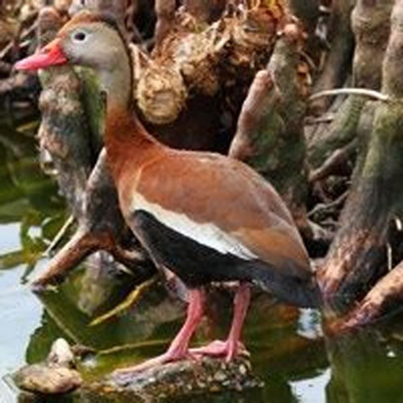 Can you eat black-bellied whistling duck?
