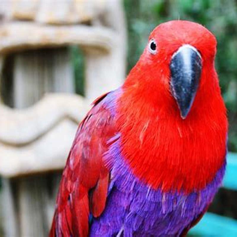 Can you have a red bird as a pet?