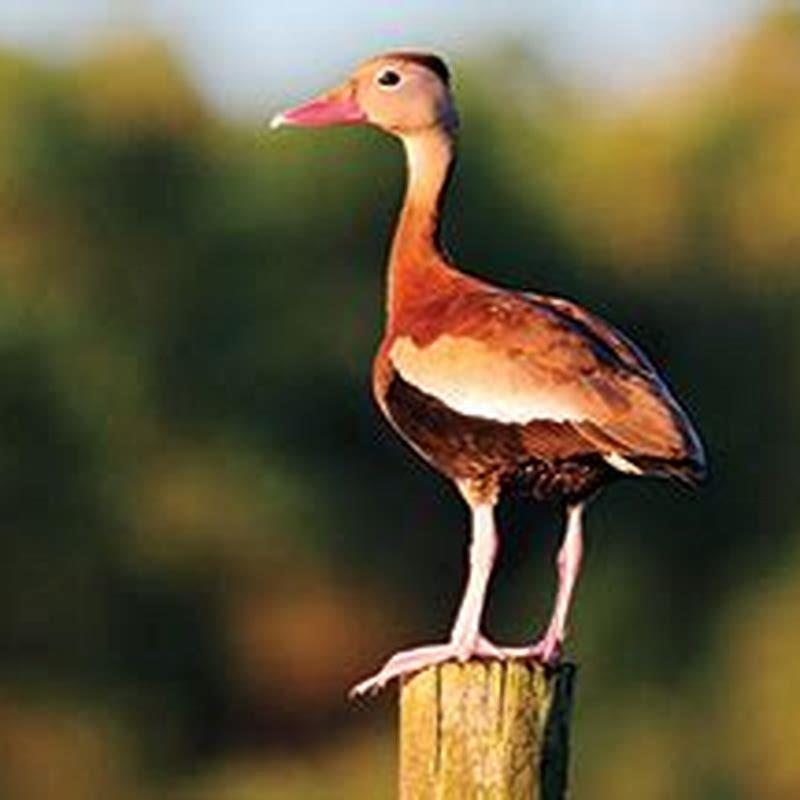Can you kill black-bellied whistling ducks?