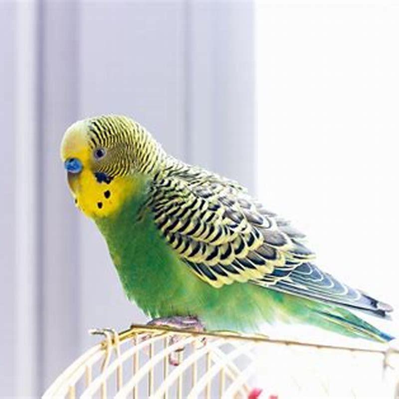 Can you let your pet bird outside?