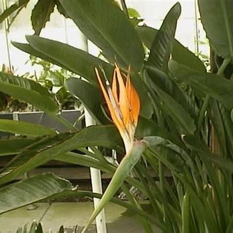 Can you propagate bird of paradise from leaf? - DIY Seattle