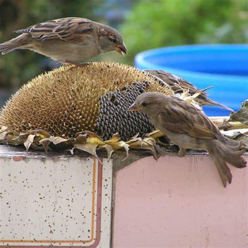 Can you put sunflowers out for birds?