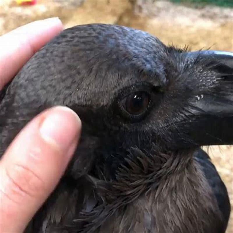 Can you see bird ears?