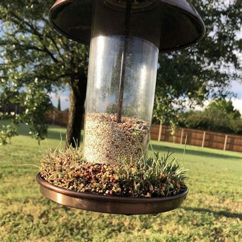 Can you sprout any bird seed?