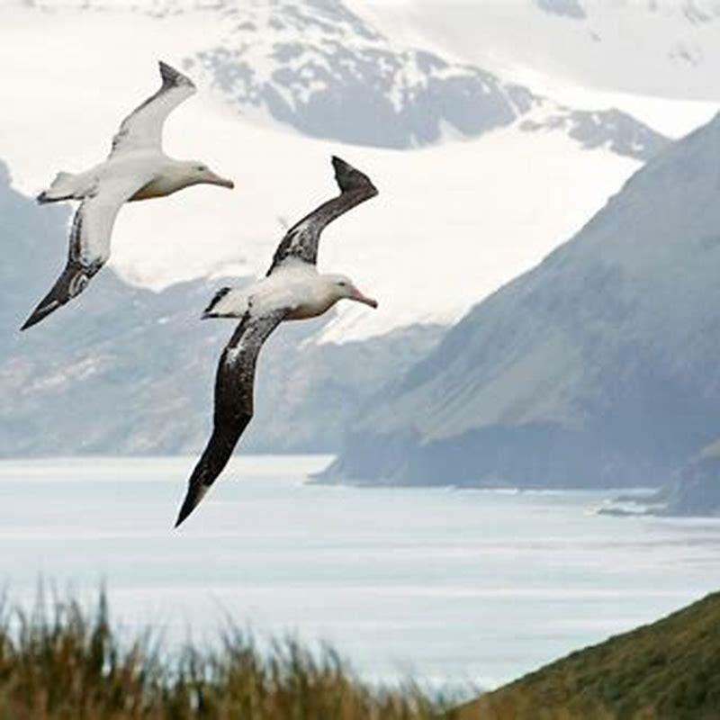 Do albatrosses eat while flying? - DIY Seattle