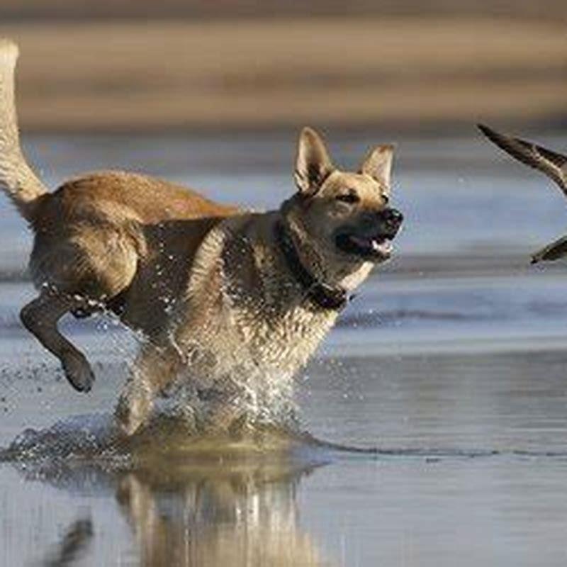 Do all dogs chase birds?