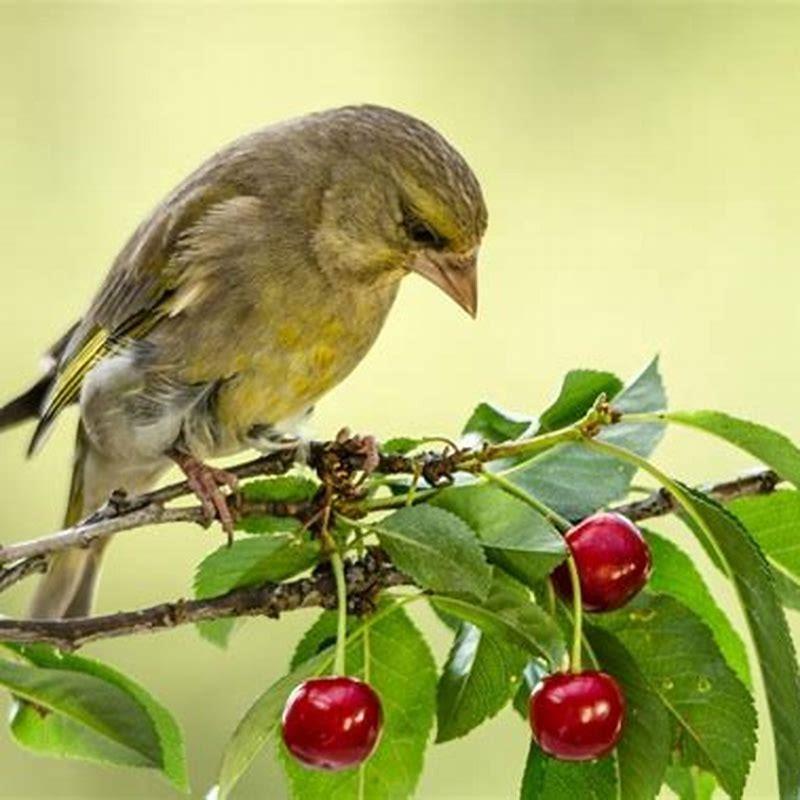 Do any birds eat cherries?