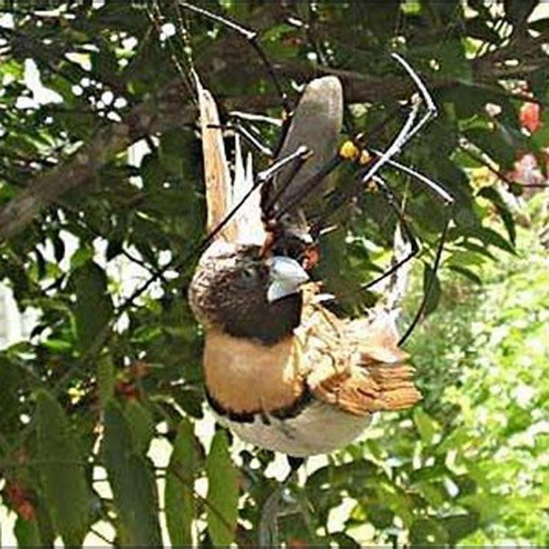 do-any-birds-eat-spiders-diy-seattle