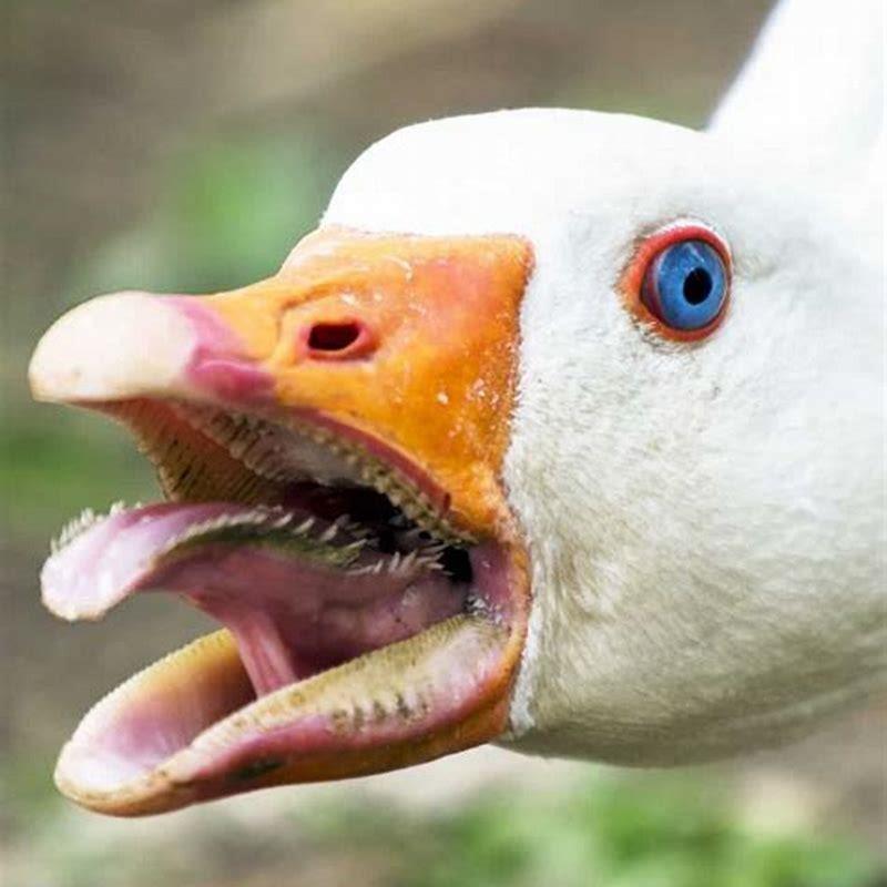 Do any birds have teeth?