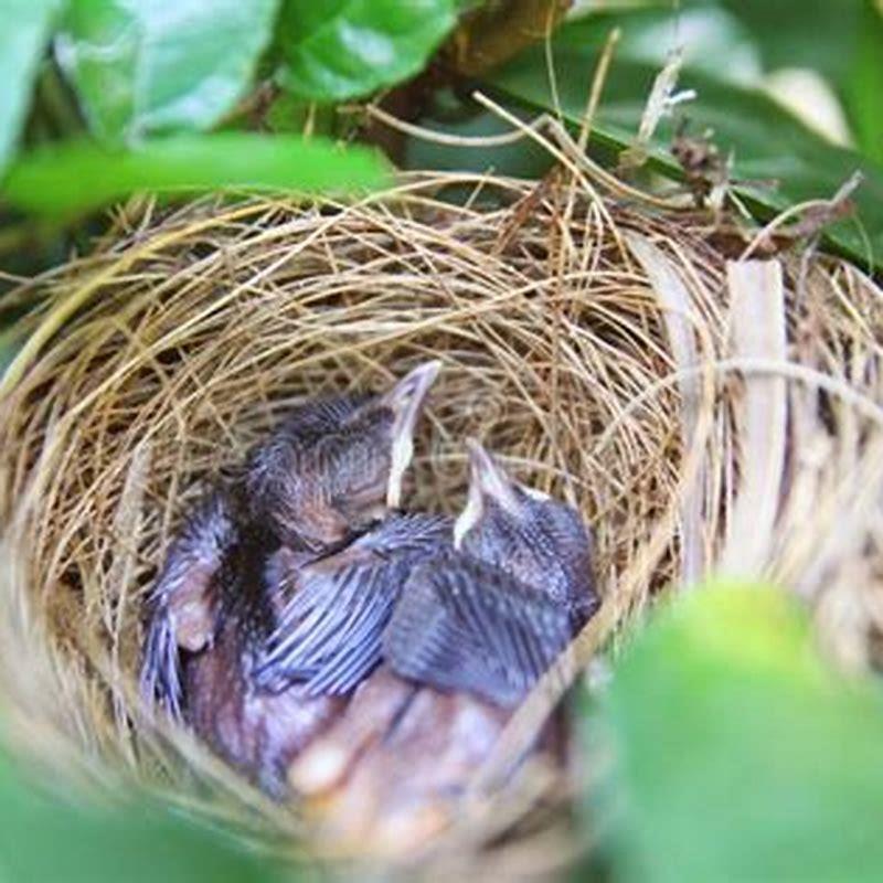 do-baby-birds-sleep-all-the-time-diy-seattle