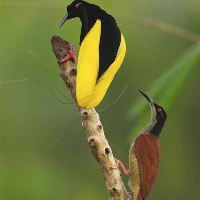 Do bird of paradise plants attract birds?