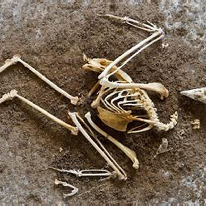 Do birds actually have hollow bones?