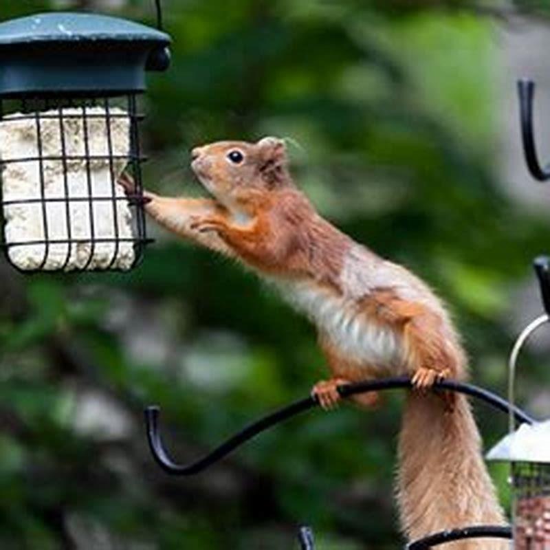 Do birds bother squirrels?
