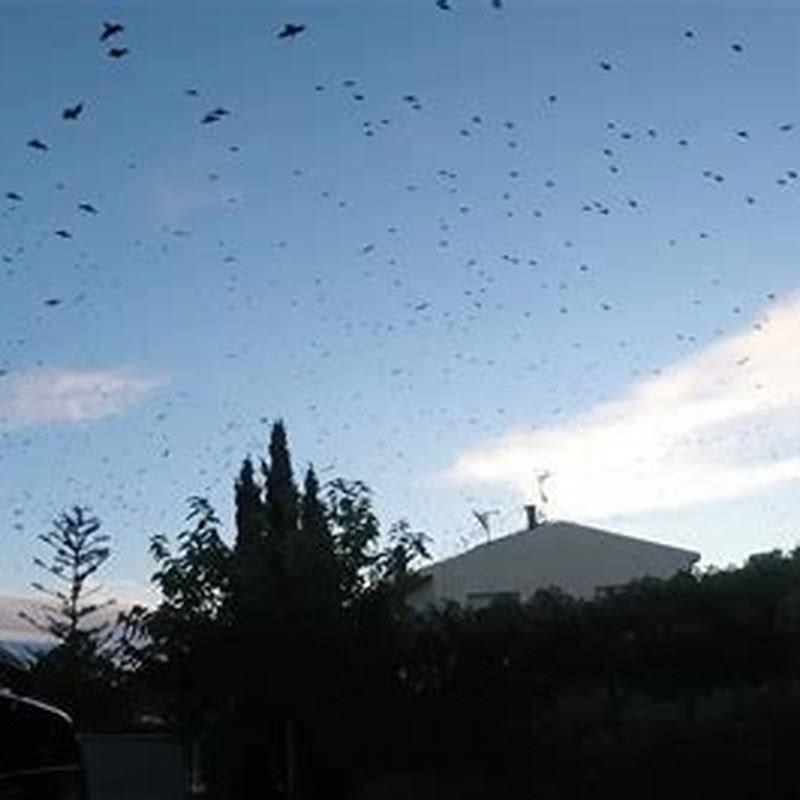 Do birds chirp during tornado?
