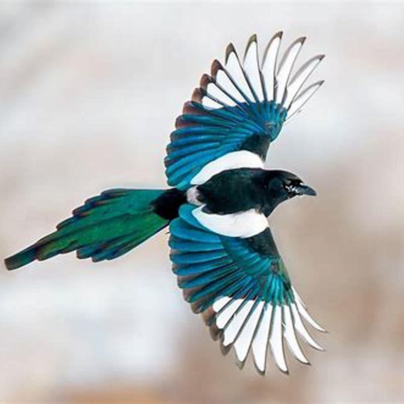 Do birds collect shiny things?