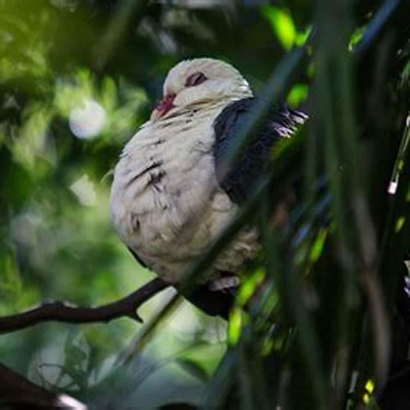 Do birds go to the same place to sleep every night?