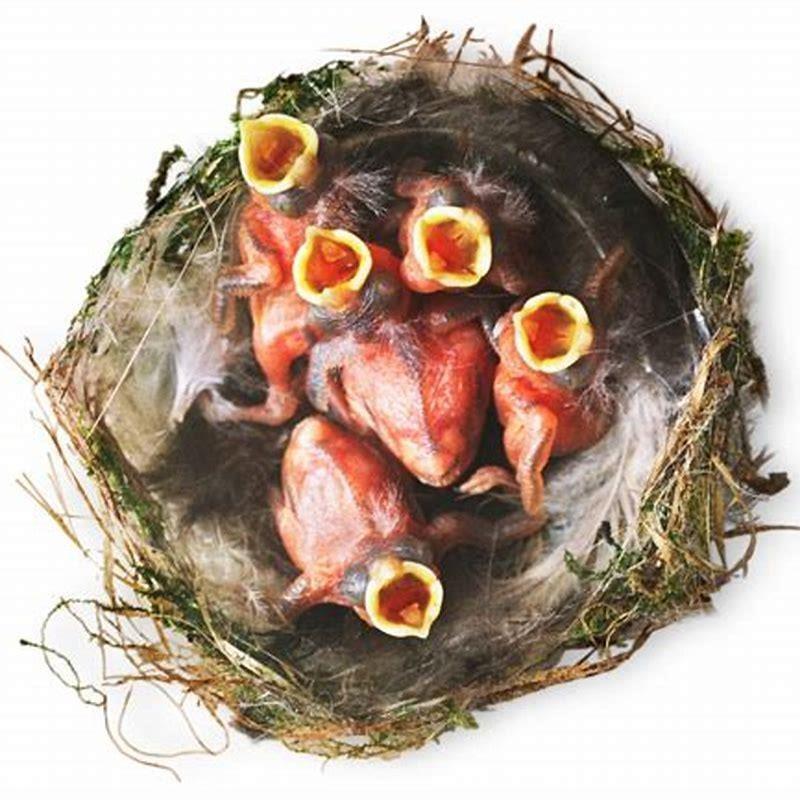 Do birds grow fast?