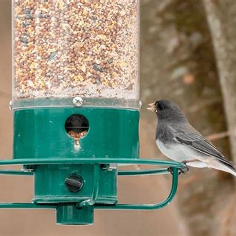 Do birds know what a bird feeder is?