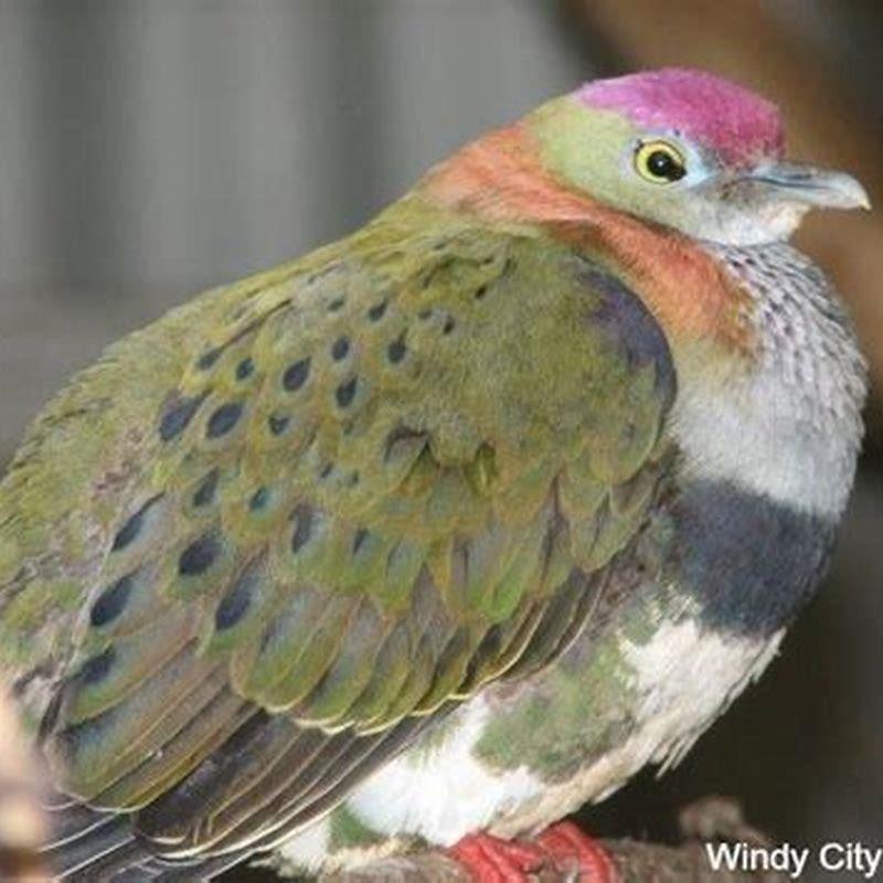 Do birds like having their beaks rubbed?