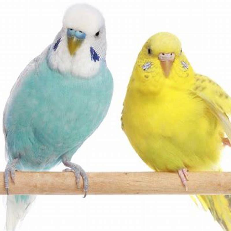 Do birds like having their wings pet?