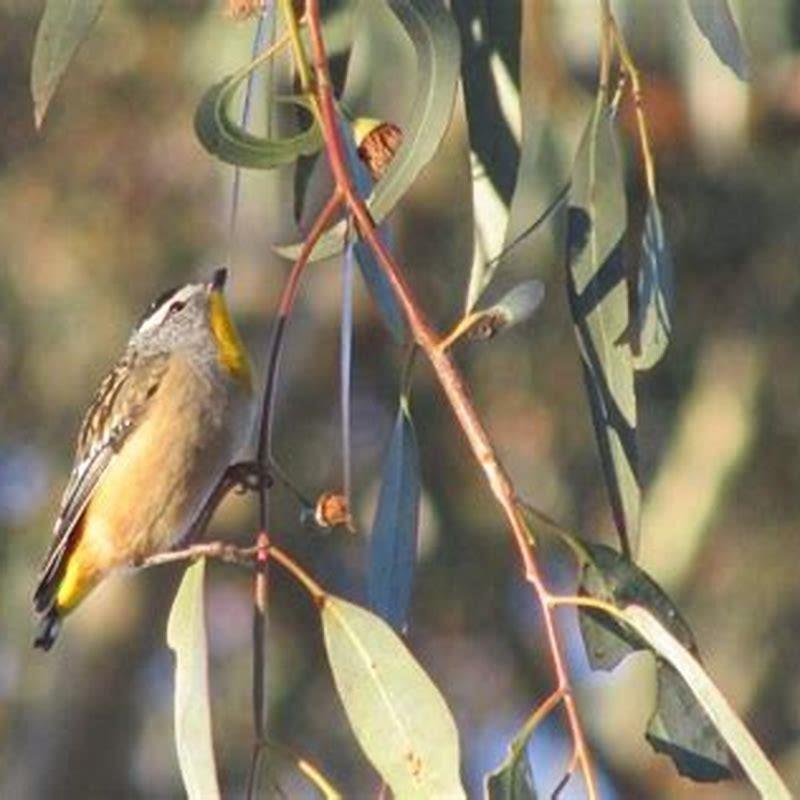 Do birds live in Siberia?