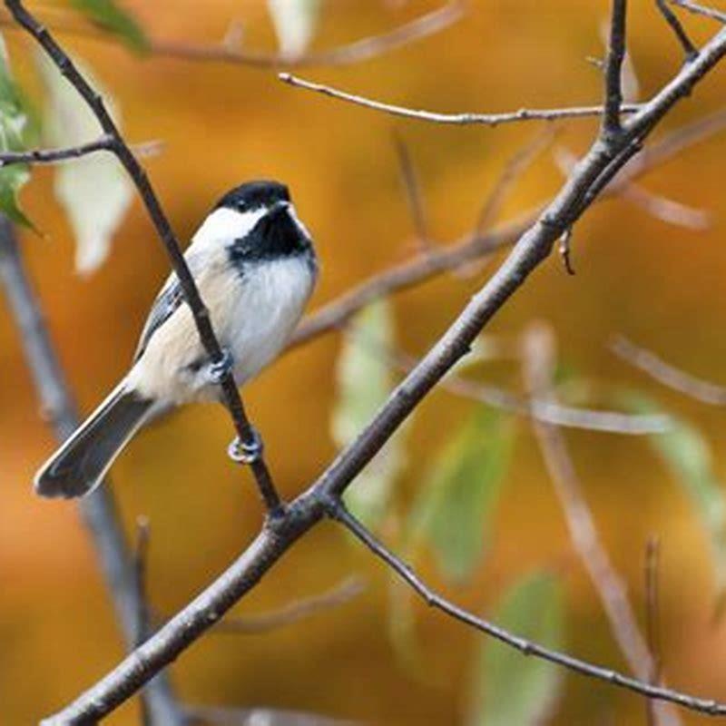 Do birds migrate in autumn?