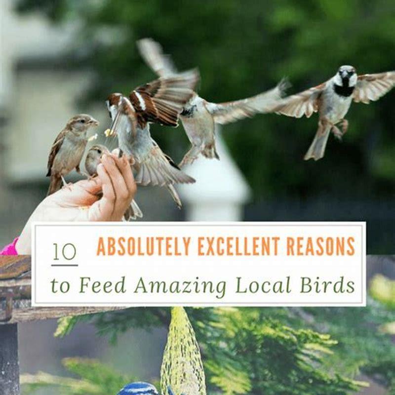 do-birds-need-to-be-fed-everyday-diy-seattle