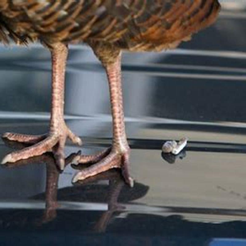 do-birds-poop-on-cars-on-purpose-diy-seattle