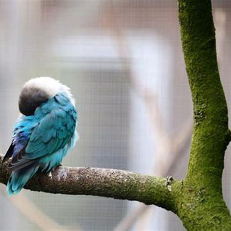 Do birds sleep throughout the day?