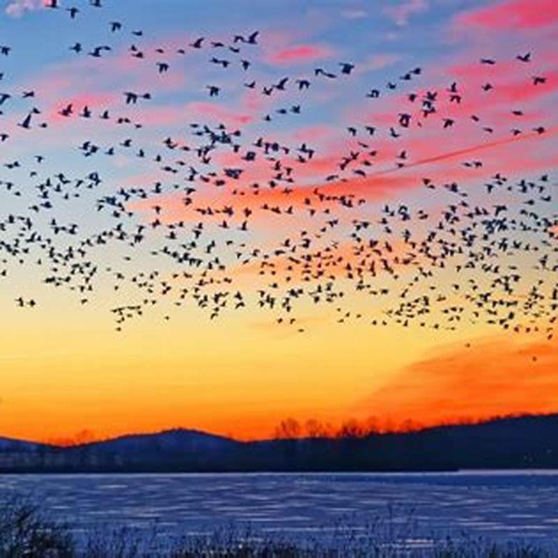 Do birds travel far?