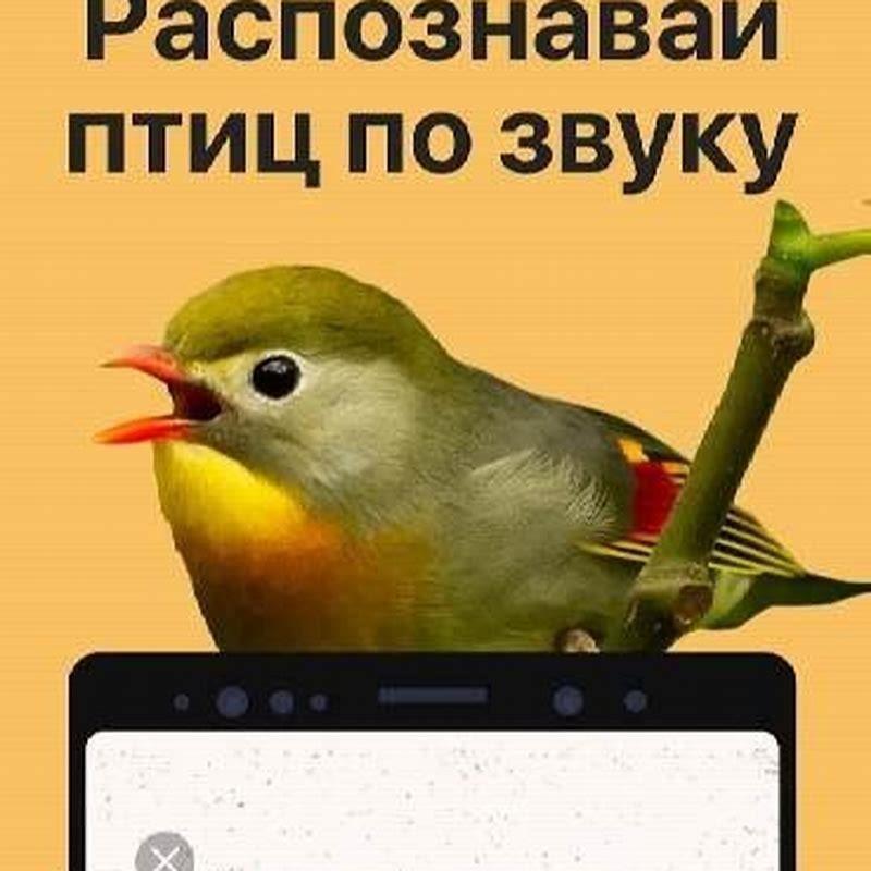 Do birds understand commands?