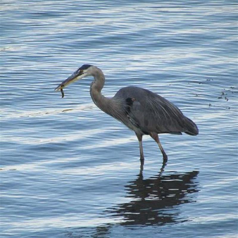 Do blue herons eat small birds? - DIY Seattle