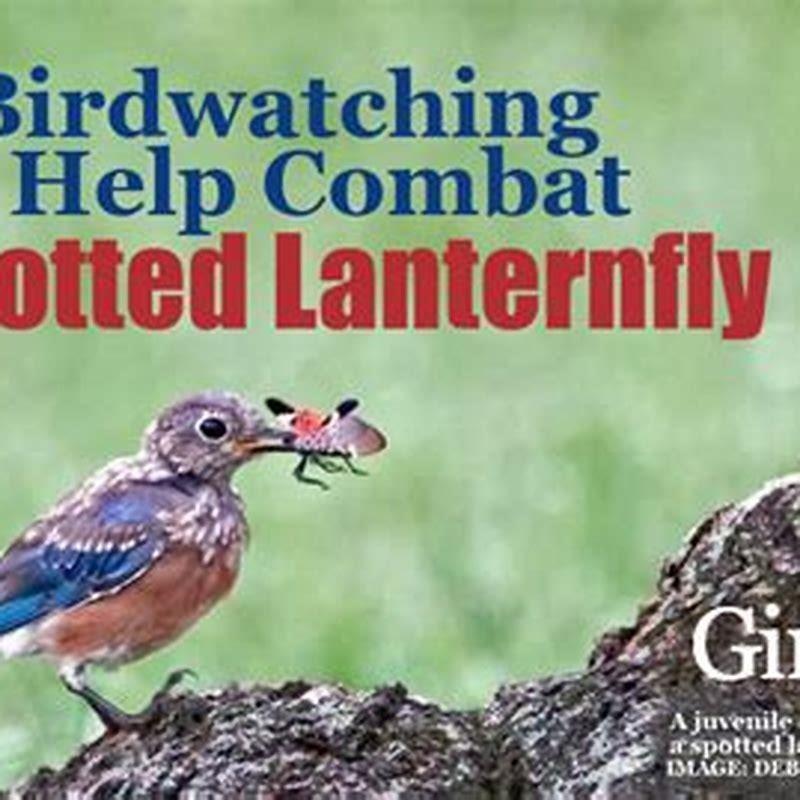 Do Blue Jays eat spotted lanternflies?