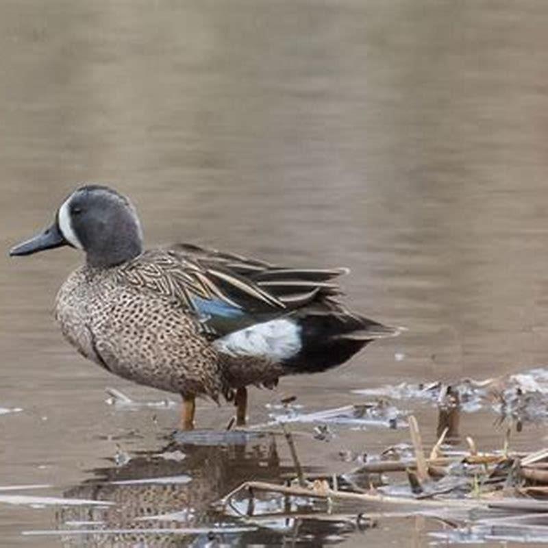 Do blue-winged teal eat corn?
