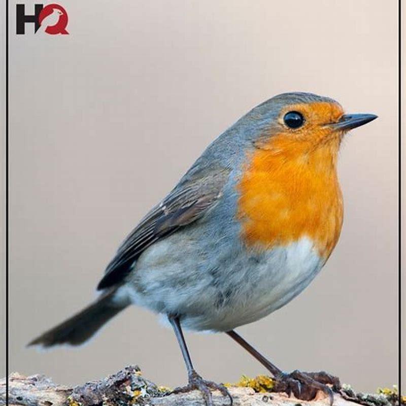 Do blueberries attract birds?