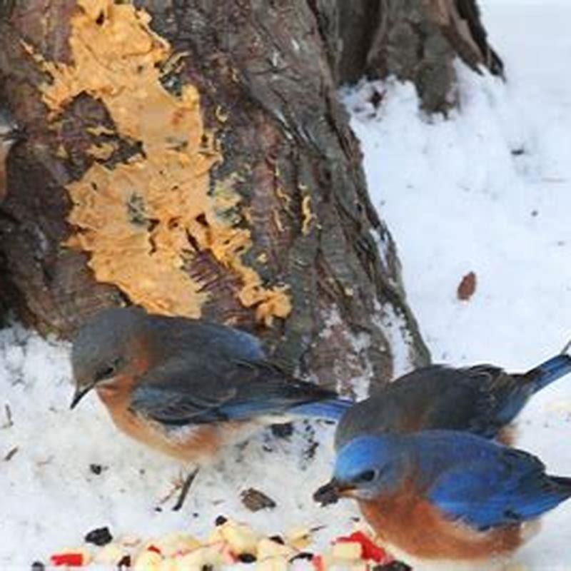 Do bluebirds eat baby birds?