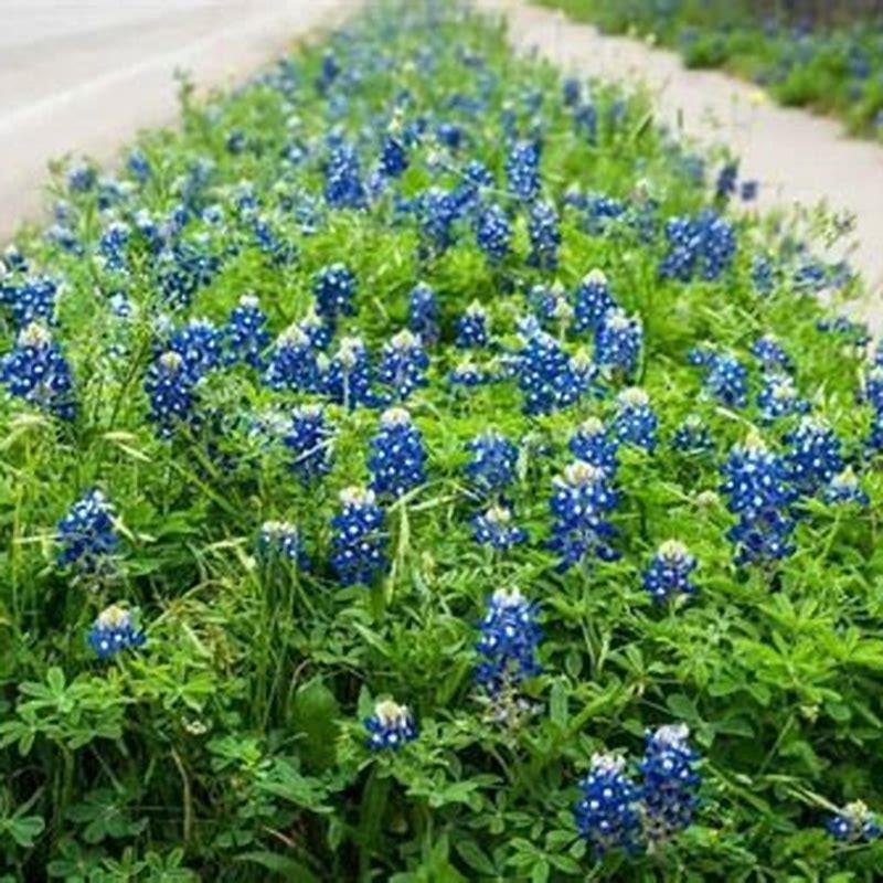 Do bluebonnets grow anywhere besides Texas?