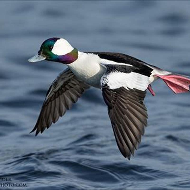 Do bufflehead ducks fly diy seattle