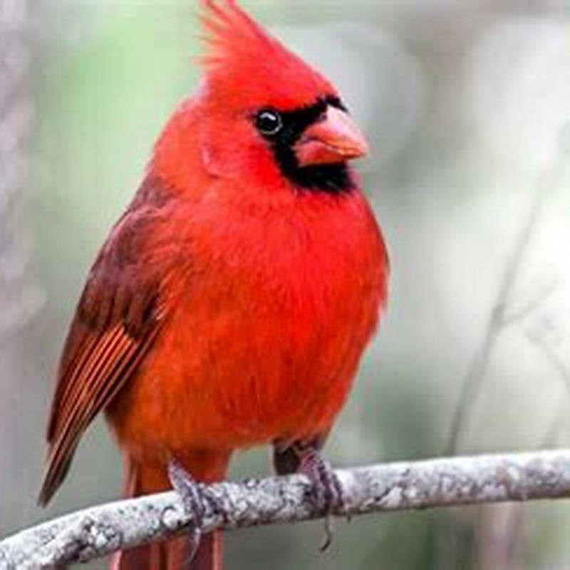 Do cardinals eat oranges?