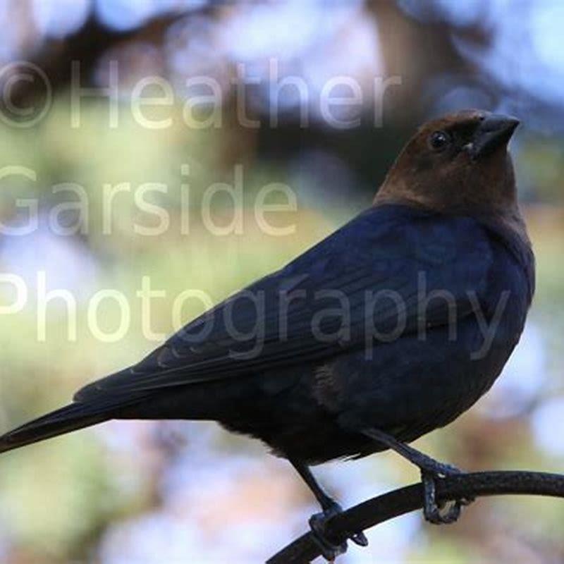 Do Carolina Wrens destroy other birds nests?