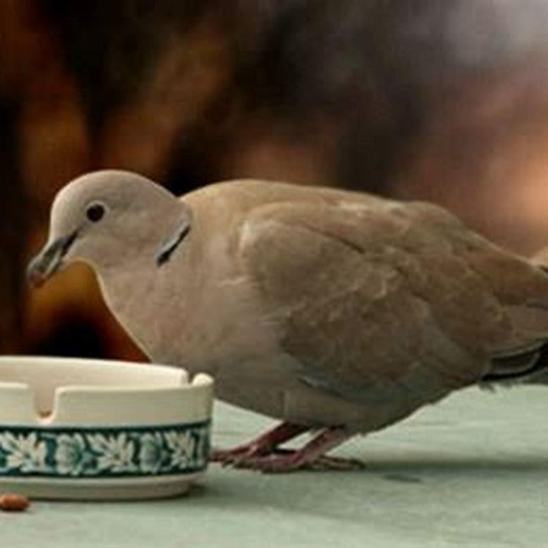 Do Collared Doves eat nuts? DIY Seattle