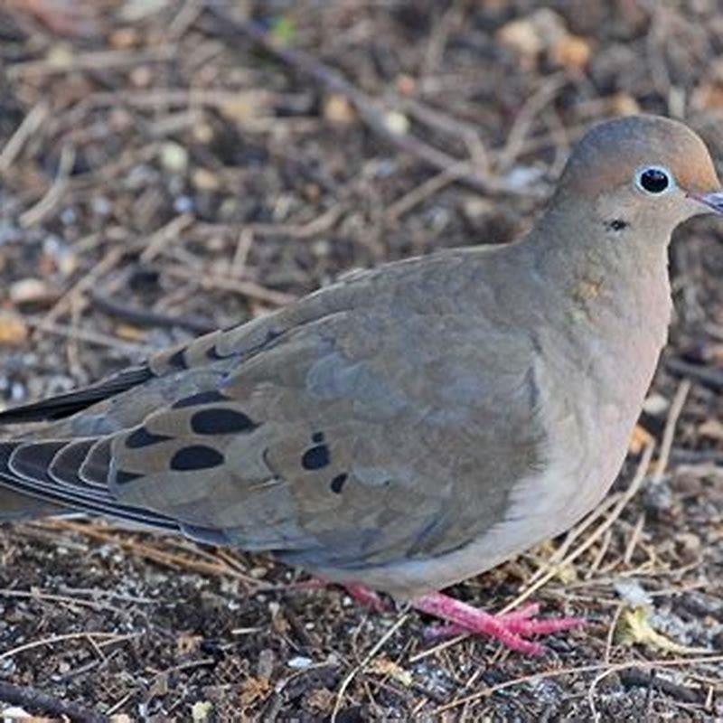 Do doves eat small birds? - DIY Seattle