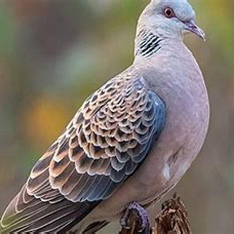 Do doves kill other birds?