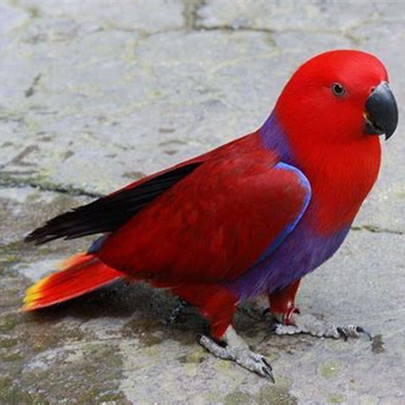 Do Eclectus birds talk?