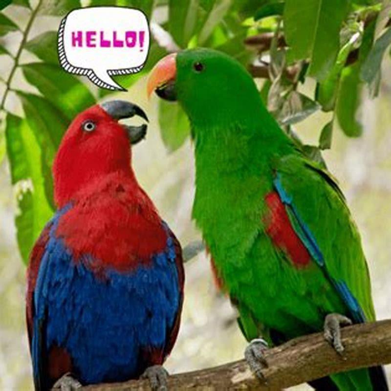 Do eclectus parrots talk a lot?