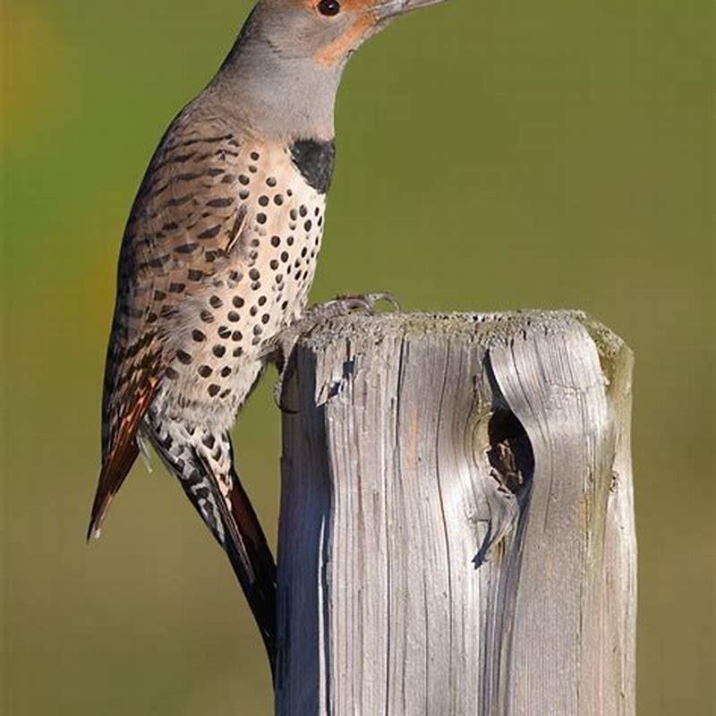 Do flickers kill other birds?