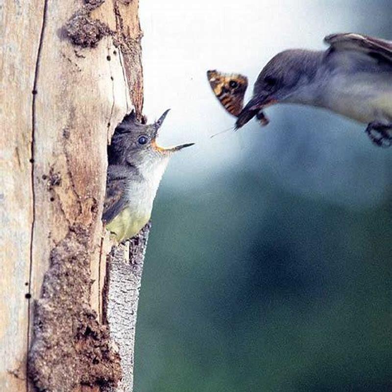 Do flycatchers eat seeds?