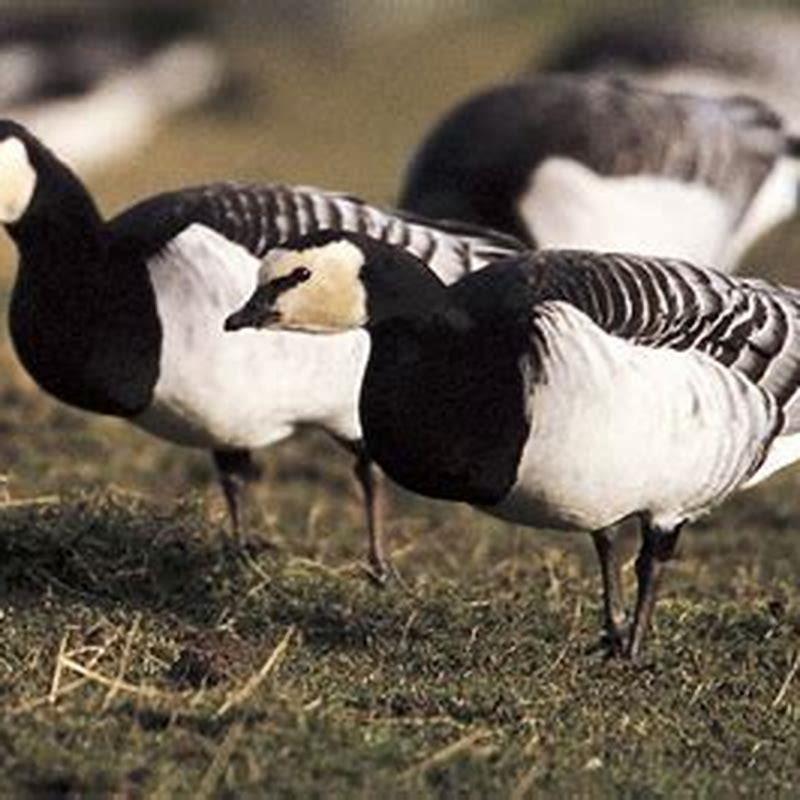 Do geese come from barnacles?