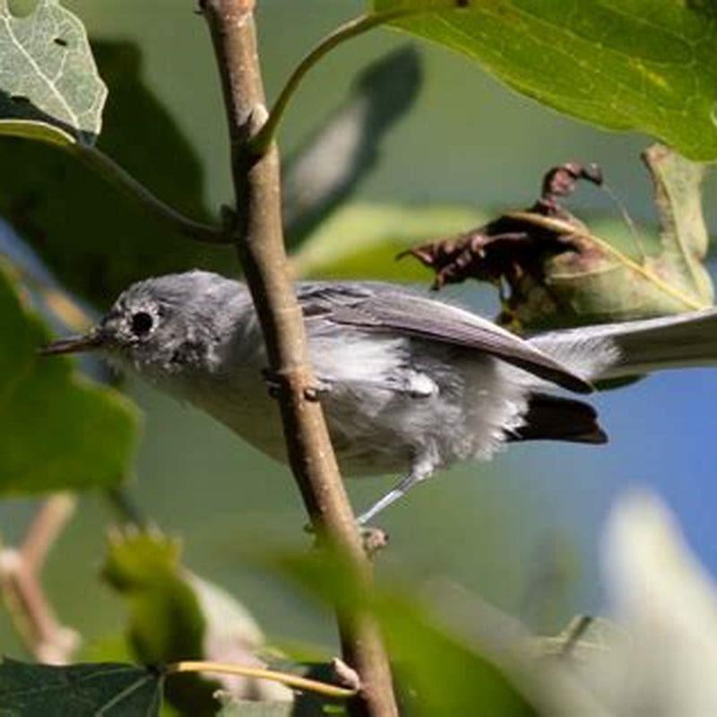 Do Gnatcatchers eat seed?