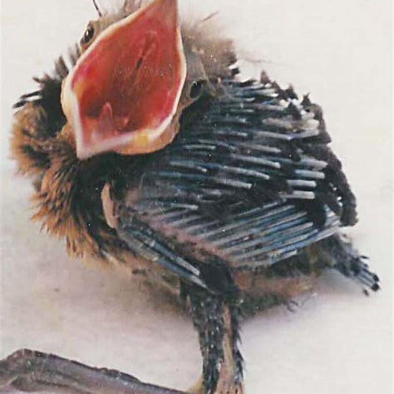 Do grackles attack baby birds?